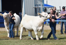 Young Ranchman’s livestock show celebrates 10th anniversary