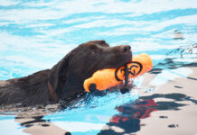 Annual Pooch Plunge a howling success